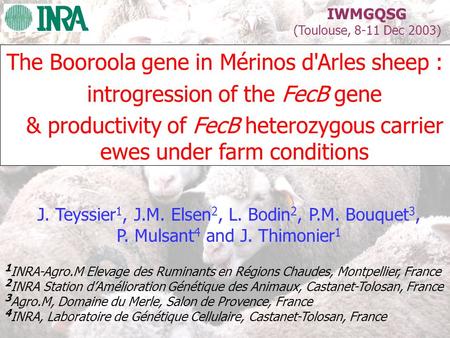The Booroola gene in Mérinos d'Arles sheep :