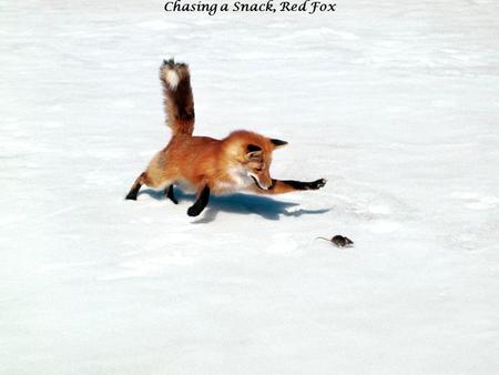 Chasing a Snack, Red Fox. Adelie Penguins in Hope Bay, Antarctica.