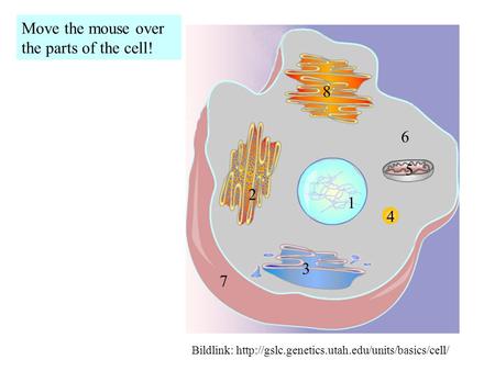 Move the mouse over the parts of the cell! Bildlink:  1 2 3 4 5 6 8 7.