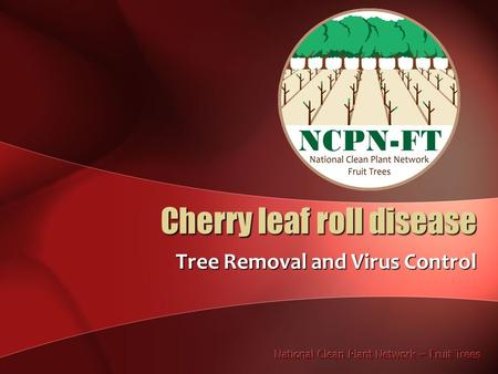 Cherry leaf roll disease Tree Removal and Virus Control.