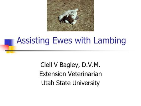 Assisting Ewes with Lambing