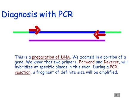 Diagnosis with PCR This is a preparation of DNA. We zoomed in a portion of a gene. We know that two primers, Forward and Reverse, will hybridize at specific.