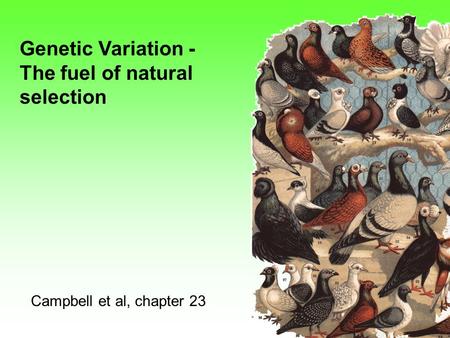 Genetic Variation - The fuel of natural selection