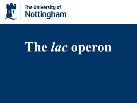 The lac operon.