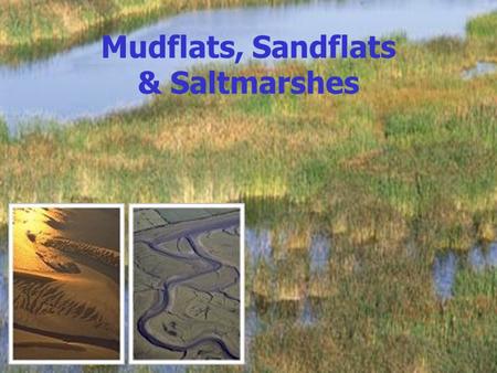 Mudflats, Sandflats & Saltmarshes