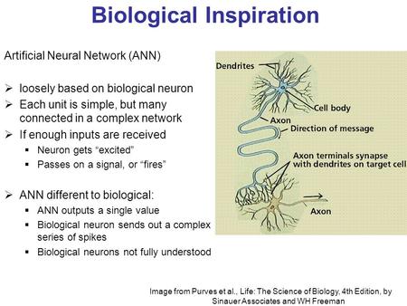 Biological Inspiration