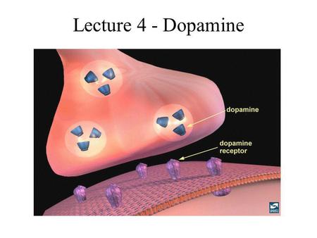 Lecture 4 - Dopamine.