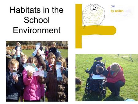 Habitats in the School Environment. Starting with ideas At the outset of the project, the children collected their ideas on large sheets of paper. They.