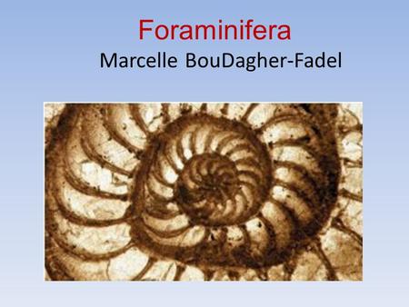 Foraminifera Marcelle BouDagher-Fadel.