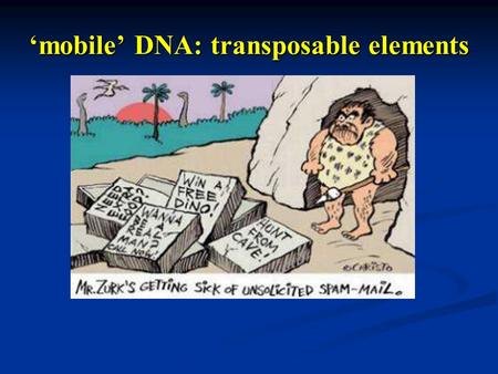 ‘mobile’ DNA: transposable elements