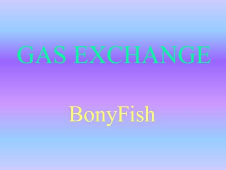 GAS EXCHANGE BonyFish.