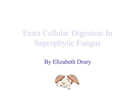 Extra Cellular Digestion In Saprophytic Fungus