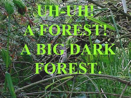UH-UH! A FOREST! A BIG DARK FOREST.. We took digital video and stills cameras to film the forest in the school plantation. We saw…