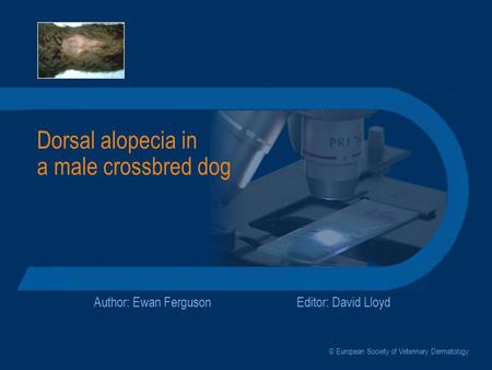 Dorsal alopecia in a male crossbred dog Author: Ewan FergusonEditor: David Lloyd © European Society of Veterinary Dermatology.