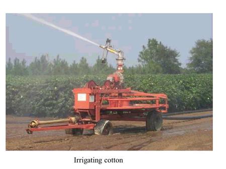 Irrigating cotton.