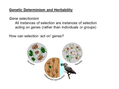 Genetic Determinism and Heritability Gene selectionism All instances of selection are instances of selection acting on genes (rather than individuals or.