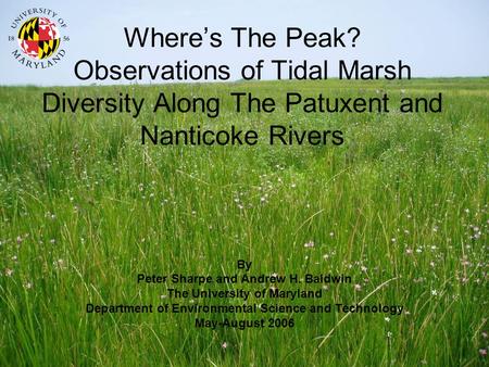 Wheres The Peak? Observations of Tidal Marsh Diversity Along The Patuxent and Nanticoke Rivers By Peter Sharpe and Andrew H. Baldwin The University of.