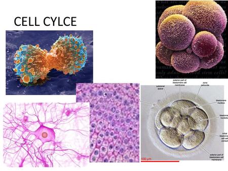CELL CYLCE. Cell Division—Mitosis Notes Cell Division —division into 2 new cells Note: Cells cannot get enough nutrients in cell and wastes out of the.