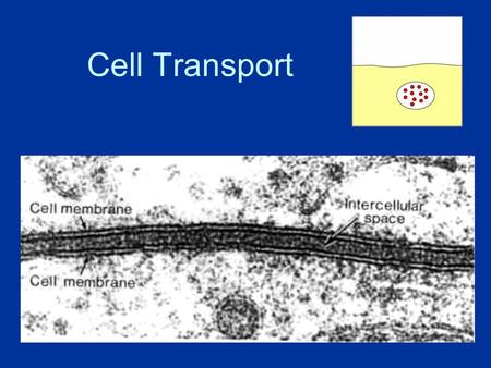 Cell Transport. About Cell Membranes 1.All cells have a cell membrane 2.Functions: a.Controls what enters and exits the cell to maintain an internal balance.