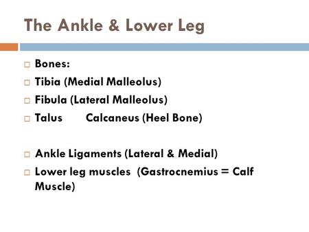 The Ankle & Lower Leg  Bones:  Tibia (Medial Malleolus)  Fibula (Lateral Malleolus)  TalusCalcaneus (Heel Bone)  Ankle Ligaments (Lateral & Medial)
