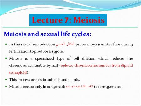 Lecture 7: Meiosis Meiosis and sexual life cycles: In the sexual reproduction التكاثر الجنسي process, two gametes fuse during fertilization to produce.