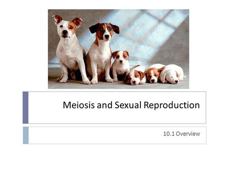 Meiosis and Sexual Reproduction 10.1 Overview. What are homologous chromosomes?  Found in diploid cells only  Identical order of genes  Alleles (versions.