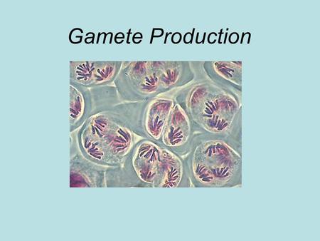 Gamete Production.