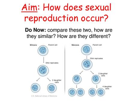 Aim: How does sexual reproduction occur?. Look at the end result and what’s inside!!