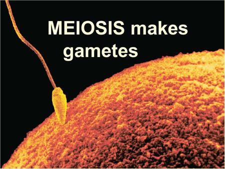 MEIOSIS makes gametes. Meiosis produces gametes Meiosis was first observed by the Belgian cytologist Pierre-Joseph van Beneden in 1887 60 years before.