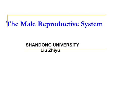 The Male Reproductive System SHANDONG UNIVERSITY Liu Zhiyu.