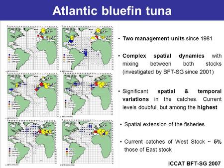 Atlantic bluefin tuna Two management units since 1981 Complex spatial dynamics with mixing between both stocks (investigated by BFT-SG since 2001) Spatial.