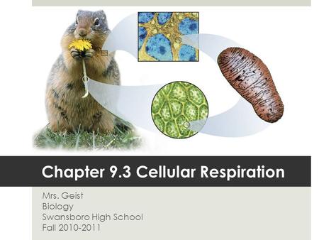 Chapter 9.3 Cellular Respiration Mrs. Geist Biology Swansboro High School Fall 2010-2011.