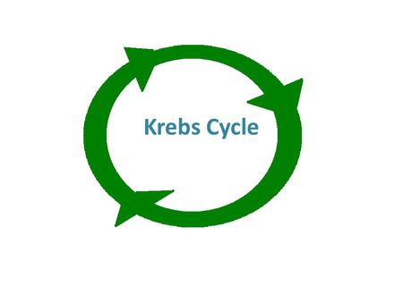 Krebs Cycle. Cellular Respiration Process by which our cells produce energy from the foods we eat 3 parts: – Glycolysis – Krebs cycle – Electron transport.