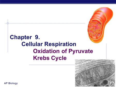 AP Biology 2005-2006 Chapter 9. Cellular Respiration Oxidation of Pyruvate Krebs Cycle.