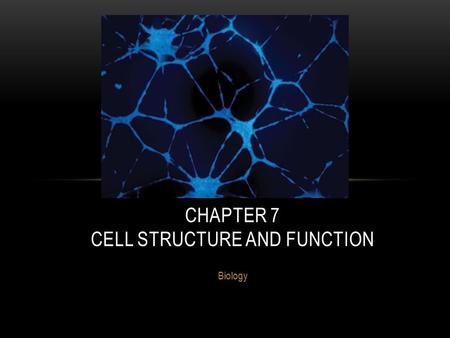Biology CHAPTER 7 CELL STRUCTURE AND FUNCTION 7.1: THE CELL THEORY: LETS MEET THE PLAYERS Anton Van Leeuwenhoek Discovered: red blood cells, bacteria,