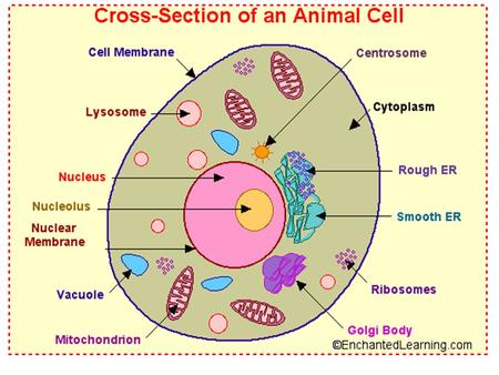 The following is a glossary of animal cell anatomy terms.