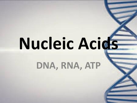 Nucleic Acids DNA, RNA, ATP. DNA – Deoxyribose Nucleic Acid Function: Codes for genetic material/instructions Production: Located on chromosomes in the.