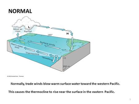 1 NORMAL Normally, trade winds blow warm surface water toward the western Pacific. This causes the thermocline to rise near the surface in the eastern.