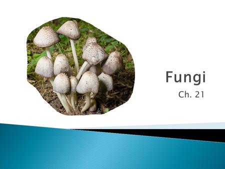 Ch. 21.  What are fungi? ◦ Eukaryotic heterotrophs that have cell walls made of chitin.  Yeasts, molds and mushrooms.