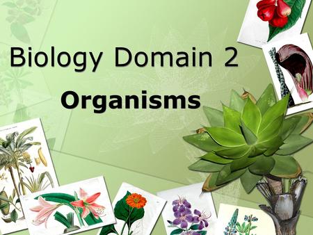 Biology Domain 2 Organisms. Biology Standard 2: Students will derive the relationship between single-celled and multi-celled organisms and the increasing.