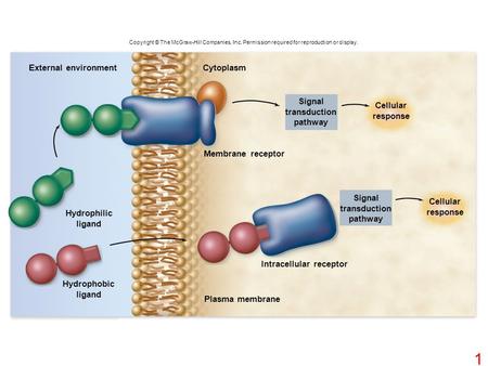 Copyright © The McGraw-Hill Companies, Inc. Permission required for reproduction or display. CytoplasmExternal environment Membrane receptor Intracellular.