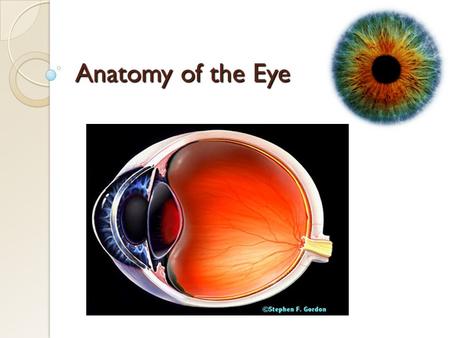 Anatomy of the Eye.