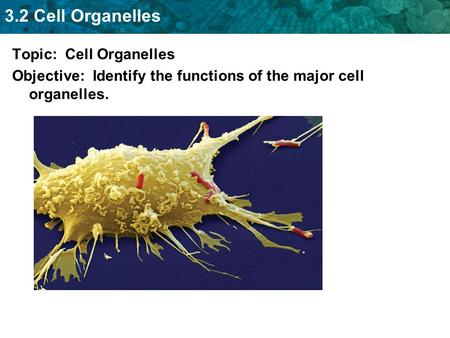 3.2 Cell Organelles Topic: Cell Organelles Objective: Identify the functions of the major cell organelles.