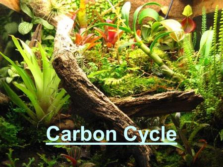 Carbon Cycle. What is the Carbon Cycle? In the carbon cycle, carbon is transferred from inside the Earth to the atmosphere, oceans, crust, and to living.