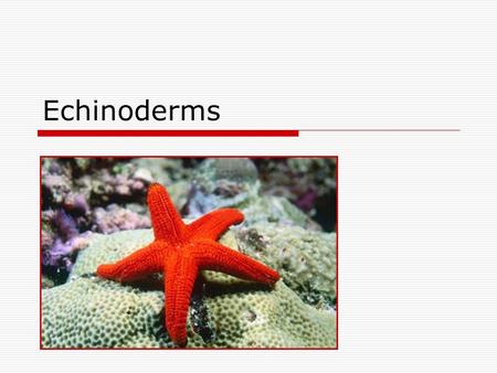 Echinoderms. Characteristics of Echinoderms  Echinoderms are invertebrates  They have radial symmetry  They have an internal skeleton called an endoskeleton.