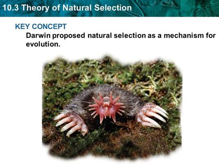 NGSSS SC.912.L Describe the conditions required for natural selection, including: overproduction of offspring, inherited variation, and the struggle.