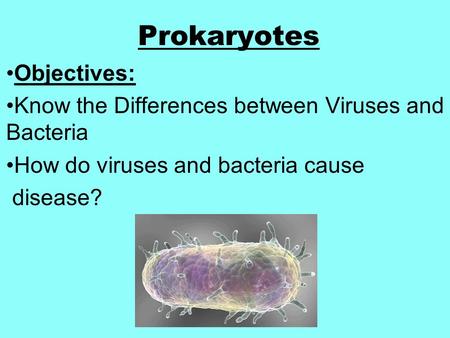 Prokaryotes Objectives: Know the Differences between Viruses and Bacteria How do viruses and bacteria cause disease?