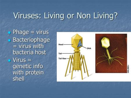 Viruses: Living or Non Living?