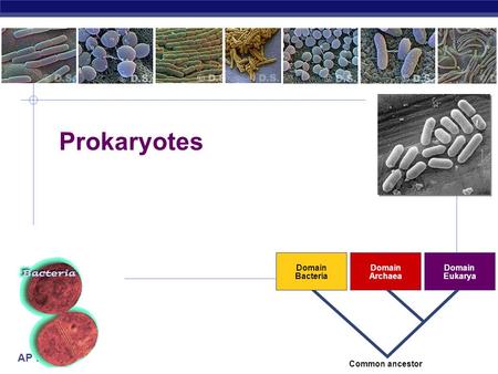 AP Biology 2007-2008 Prokaryotes Domain Bacteria Domain Archaea Domain Eukarya Common ancestor.