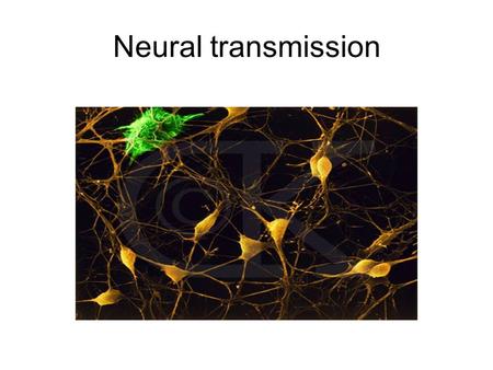 Neural transmission. The Reticular theory vs the Synaptic theory.